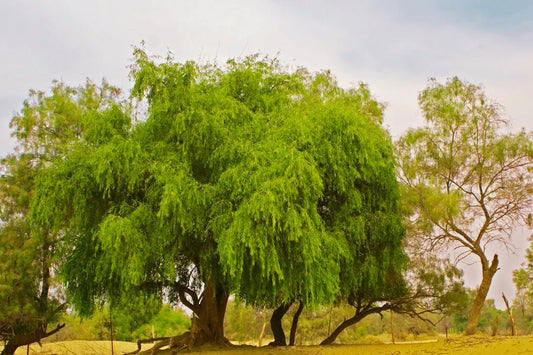 L'arbre du siwak Salvadora Persica